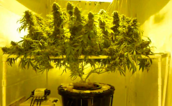 Плюсы и минусы выращивания конопли в открытом и закрытом грунте.