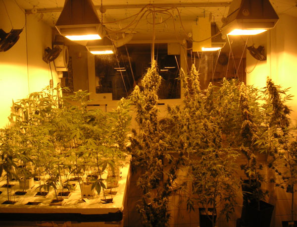 Зима для выращивания конопли не помеха