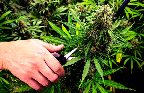 Каннабисный маникюр – подстрижка шишек. Часть