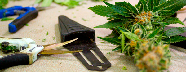 Каннабисный маникюр – подстрижка шишек. Часть вторая