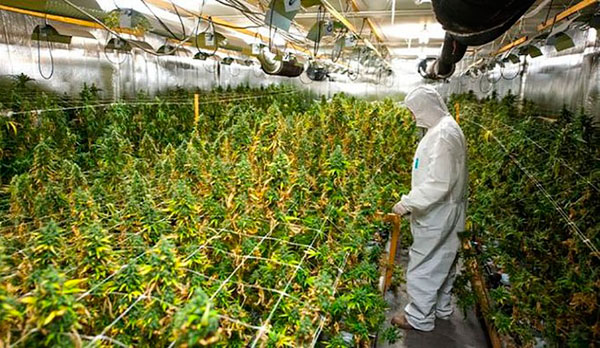 Зима для выращивания конопли не помеха