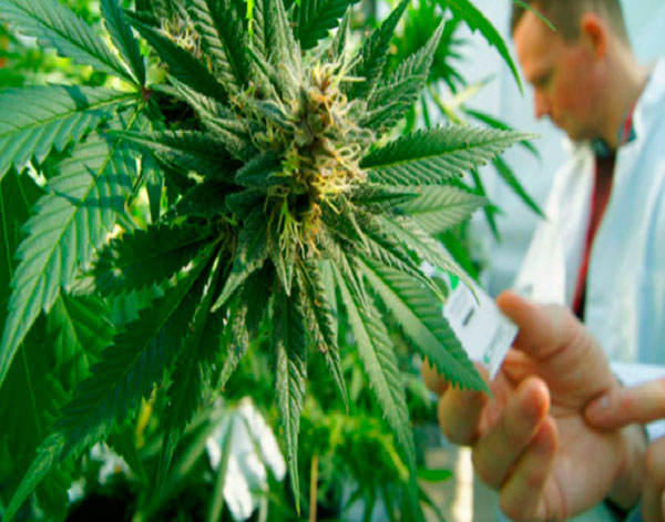 Украина: В медицинском центре в Глухове будут лечить каннабисом