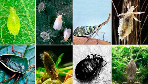 Болезни и вредители конопли