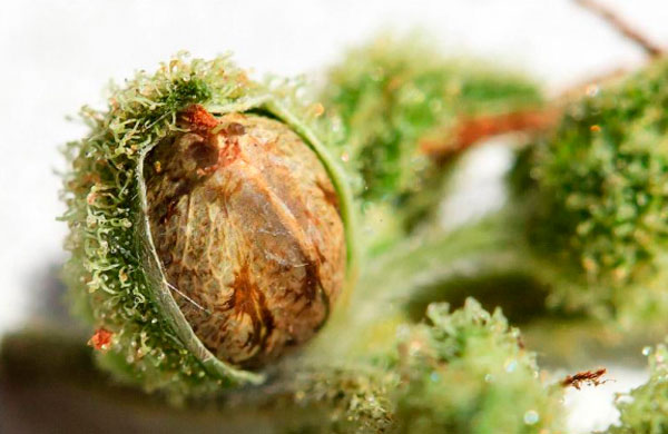 Украина: В медицинском центре в Глухове будут лечить каннабисом