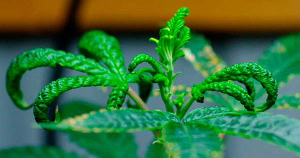 Болезни и вредители конопли