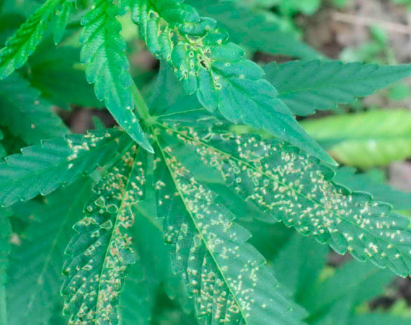 Болезни и вредители конопли