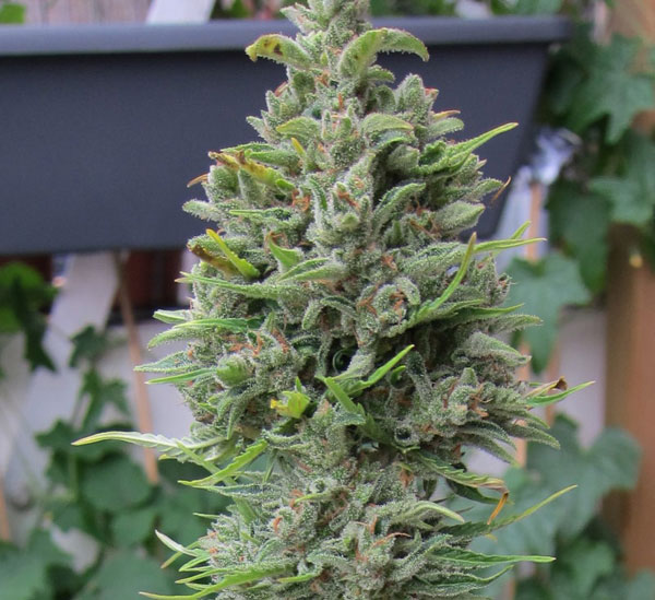 Auto Northern Lights Feminised