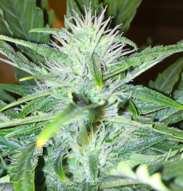 Краткое описание сортов (Super Skunk, Super Mazar, Original Lemon Skunk, Cheese, Jack Herer, Lowryder, New York Diesel)