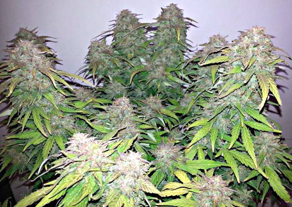 Super Mazar Feminised