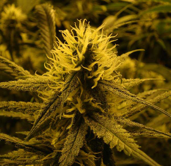 Original Lemon Skunk Feminised