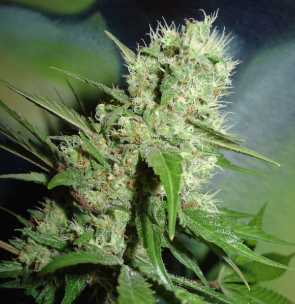 Jack Herer Feminised