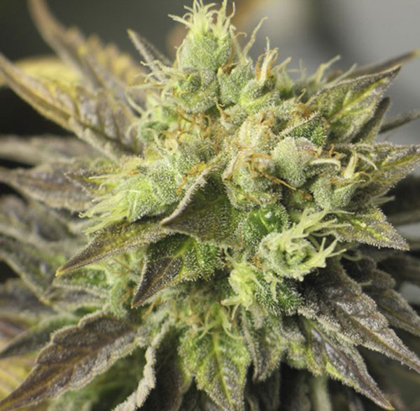 New York Diesel Feminised