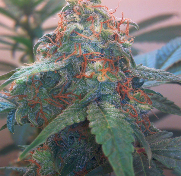 Краткое описание сортов (Blue Himalaya, Sharkbite, Black Jack, Amnesia Gold, Hindu Kush)