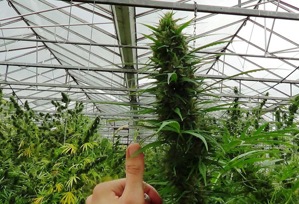 Выращивание каннабиса - теплица