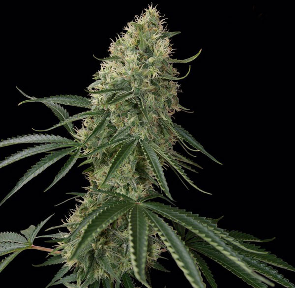 Краткое описание сортов (Morphine, Jack, Early Durban, Bubbleberry, Big Bud, Orange Skunk)