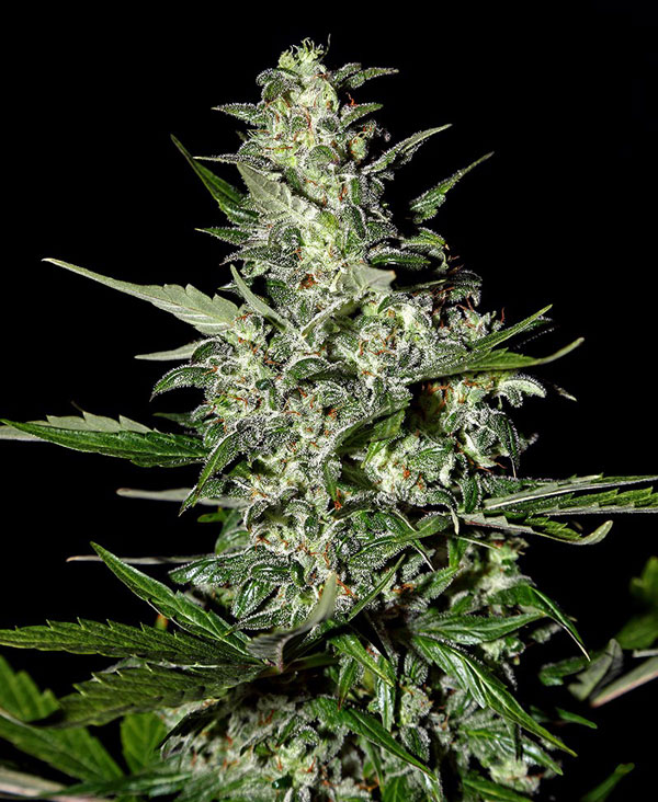 Auto Critical Feminised