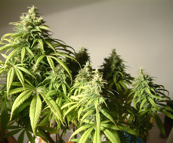 Auto Amnesia Feminised