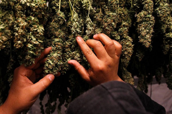 Культивация каннабиса началась еще 10 тыс. лет назад