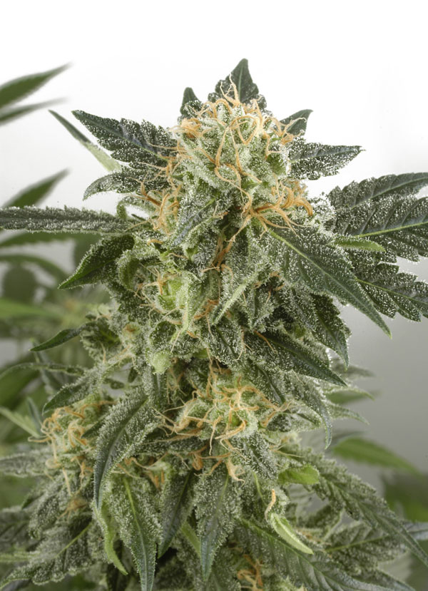 Auto Snow Ryder Feminised