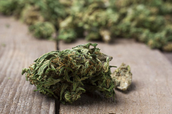 Будущее конопли на уровне государств