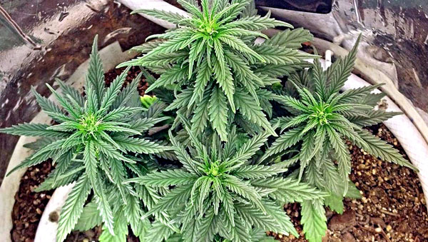 Auto Super Cali Haze Feminised