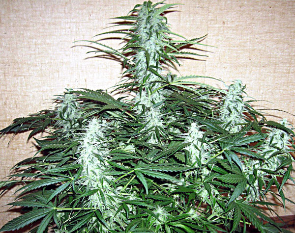 Auto Super Stinky Feminised