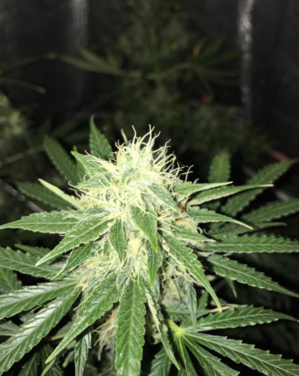 Auto Super Skunk Feminised