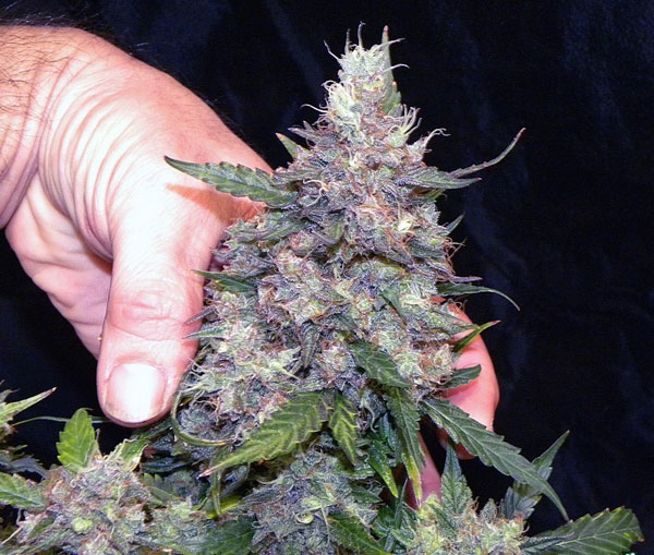 Краткое описание сортов (Norhtern Lights x Blue, Northern Lights x AK, Kali Mist, Northern Lights x White Widow, Himalaya Blue Diesel, Bomb)