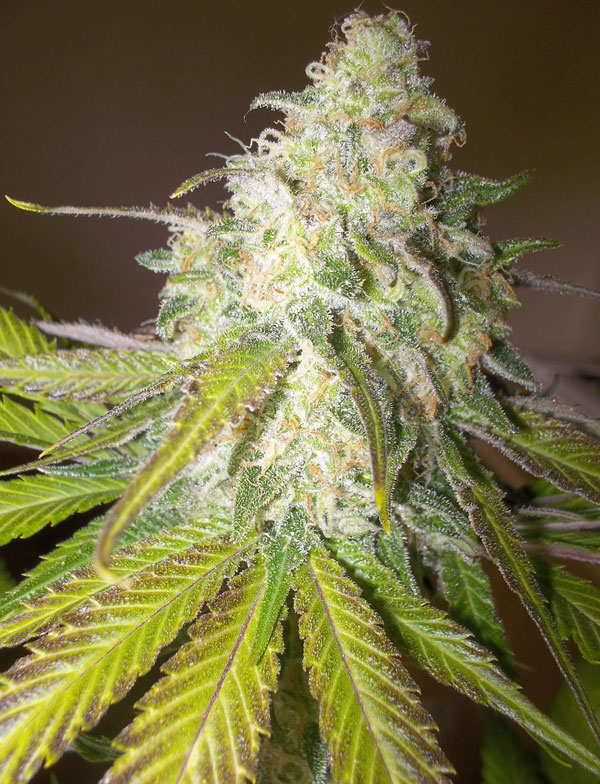 Краткое описание сортов (Diesel, Snow Ryder, Purple Kush, Assasin, Skunk, White Diesel Haze, Short Rider, Purple Sunset)