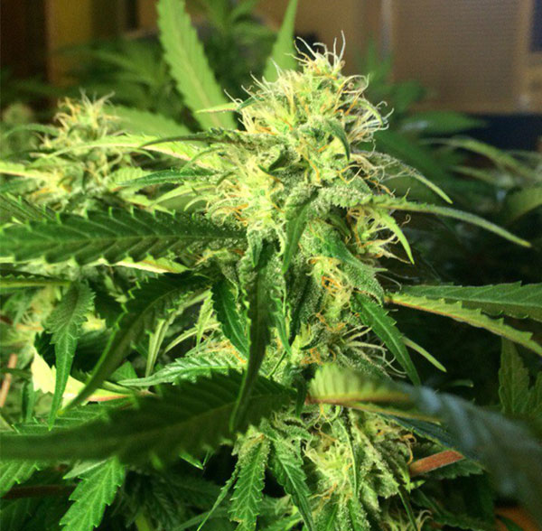 Краткое описание сортов (Russian Rocket Fuel, Snowryder, Super Cali Haze, Super Stinky, Fruit, Super Skunk, Assassin)