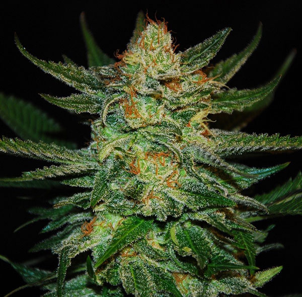 Краткое описание сортов (Black Jack, Diesel Ryder, Big Bang, Acid, White Haze, Fastberry, Amnesia Haze)