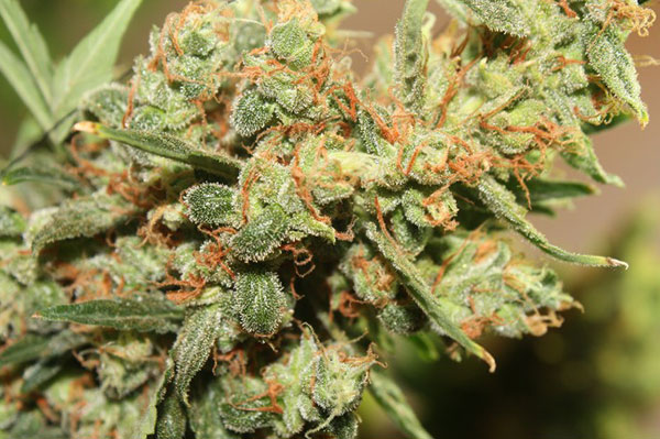 Краткое описание сортов (Jack, Jack x White Widow, Maxigom x Northern Lights, Skunk, Blueberry Bliss, Black Cream, Purple Sunset)