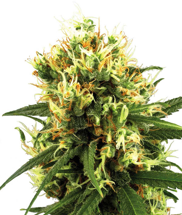 Краткое описание сортов (White Haze, Acid, Northern Blue, Speedy Gonzales, Ultraviolet, Maxi Gom, Great White Skunk, Hercules)