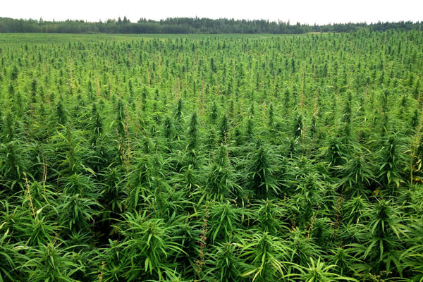 Туманное будущее украинской промышленной конопли