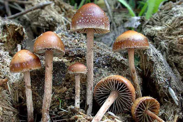 Псилоцибиновые и галлюциногенные грибы