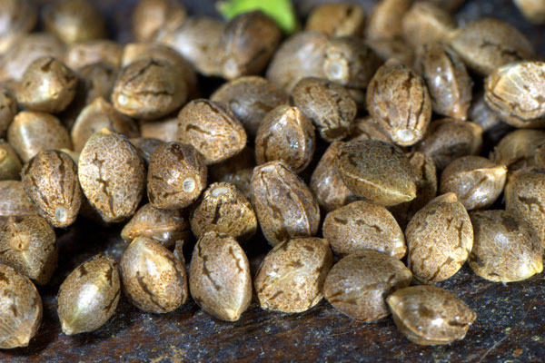 Семена конопли