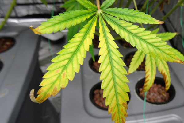 Световой ожег