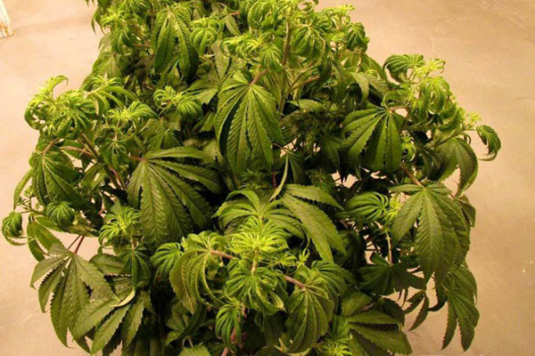 Переизбыток воды