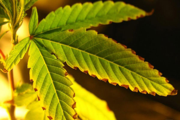 Химический ожог