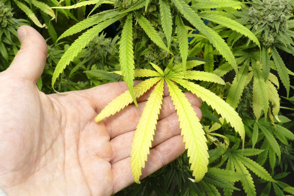 Неправильный pH