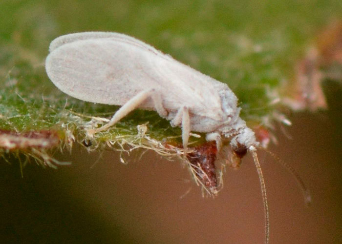 Белокрылка: причины, симптомы, лечение, профилактика