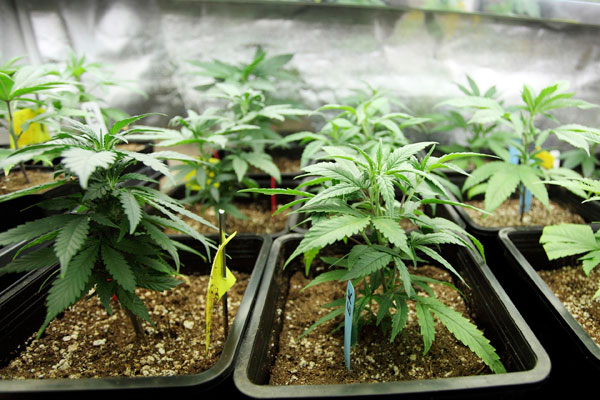 Выращивание каннабиса