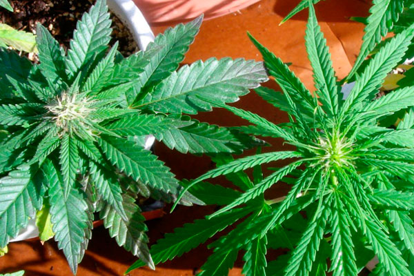 Сорта и селекция