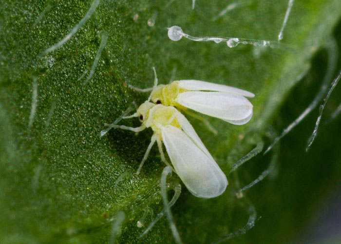 Белокрылка