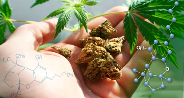 Ситуация по изучению каннабиса