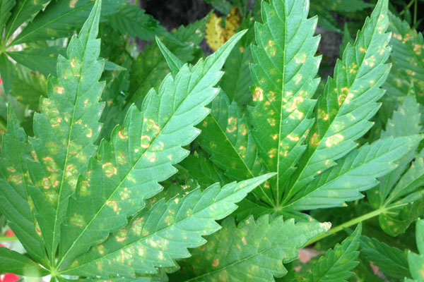 Желтые пятна