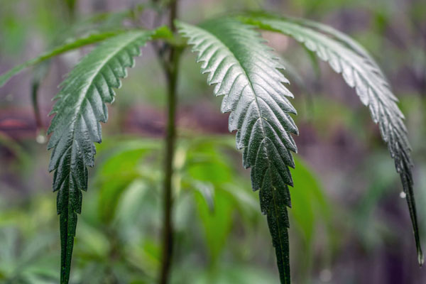 Ошибки гровера