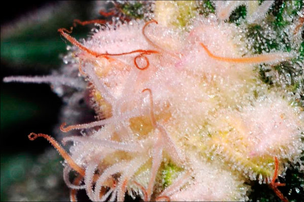 Белая конопля