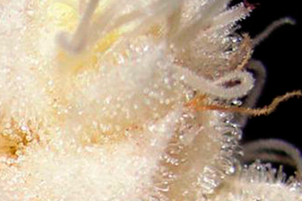 Белая конопля