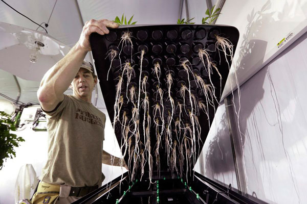 Аэропоника